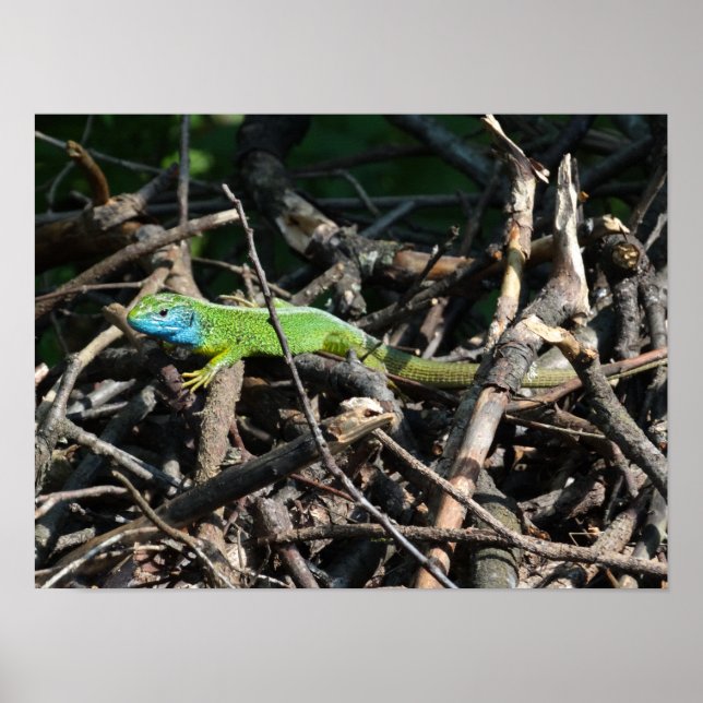 Affiche Imprimantes photo Lizard vert (Devant)