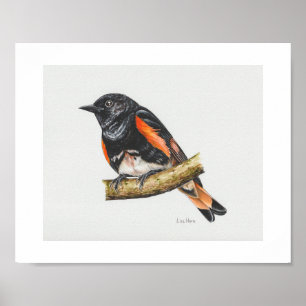 Affiche Imprimé américain Redstart Warbler Art