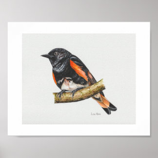 Affiche Imprimé américain Redstart Warbler Art