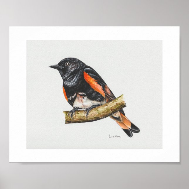 Affiche Imprimé américain Redstart Warbler Art (Devant)