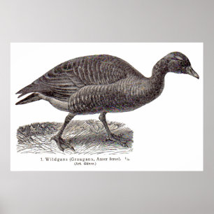 Affiche imprimé aviaire allemand antique Oie sauvage Wildg