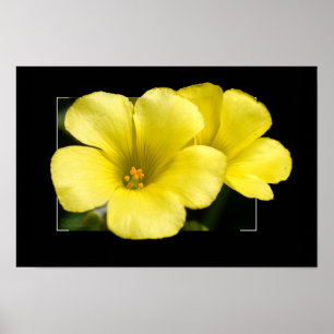 Affiche imprimé de fleurs jaunes