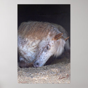 Affiche Imprimé de poney tacheté britannique