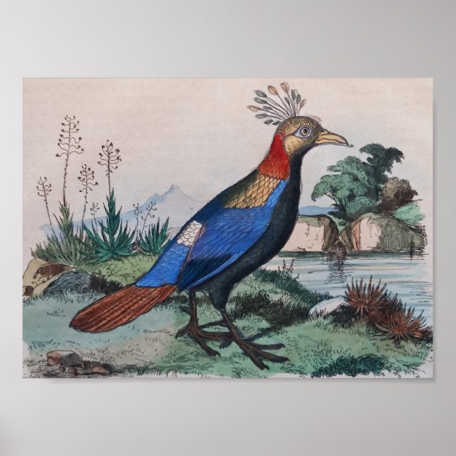 Affiche imprimé d'oiseau exotique (Devant)