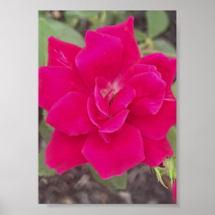 Affiche imprimé floral rouge gris pour un jour