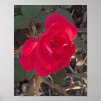 Affiche imprimé floral rouge grisé