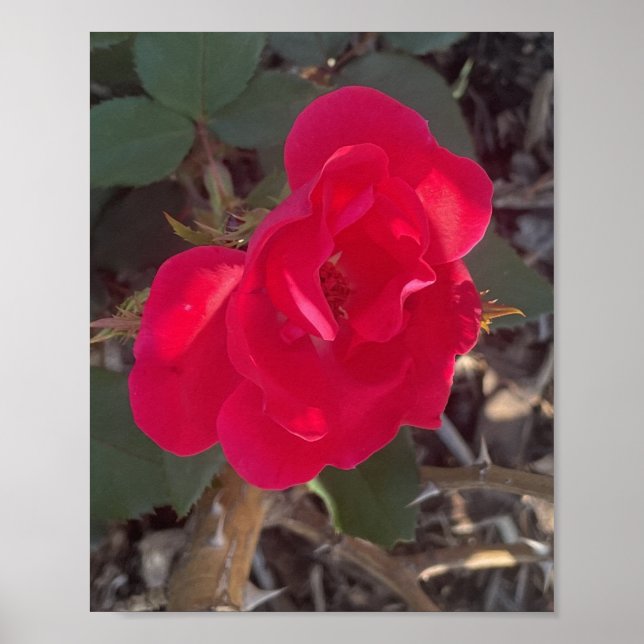Affiche imprimé floral rouge grisé (Devant)