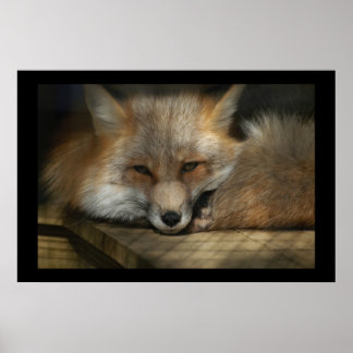Affiche Imprimé Red Fox