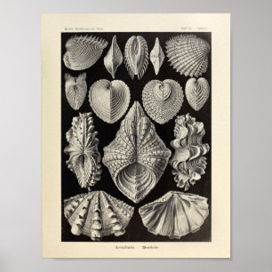 Affiche Imprimer Acephala vintage Ernst Haeckel