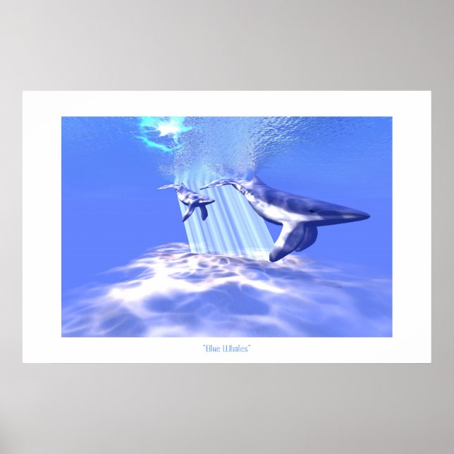 AFFICHE IMPRIMER BALEINE BLEUE (Devant)