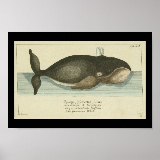 Affiche Imprimer Baleine boréale vintage du Groenland (Devant)