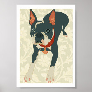 Affiche Imprimer Boston Terrier