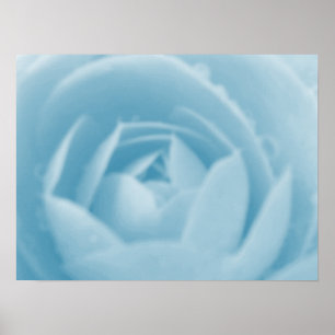 Affiche Imprimer Camellia Whirlpool