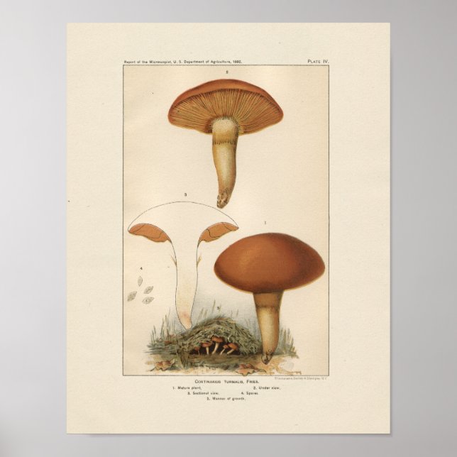Affiche Imprimer Champignons vintages (Devant)