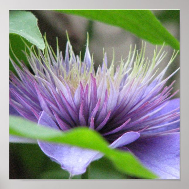 Affiche Imprimer Clematis (Devant)