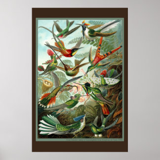 Affiche Imprimer Colibri