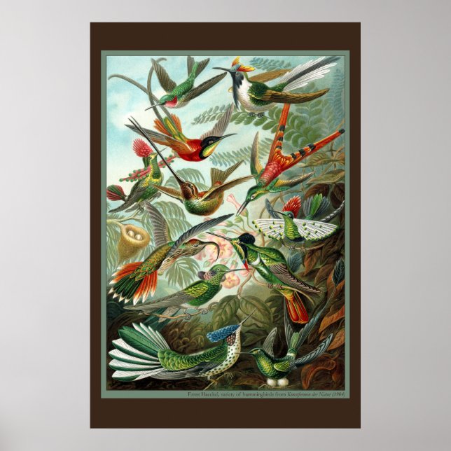 Affiche Imprimer Colibri (Devant)