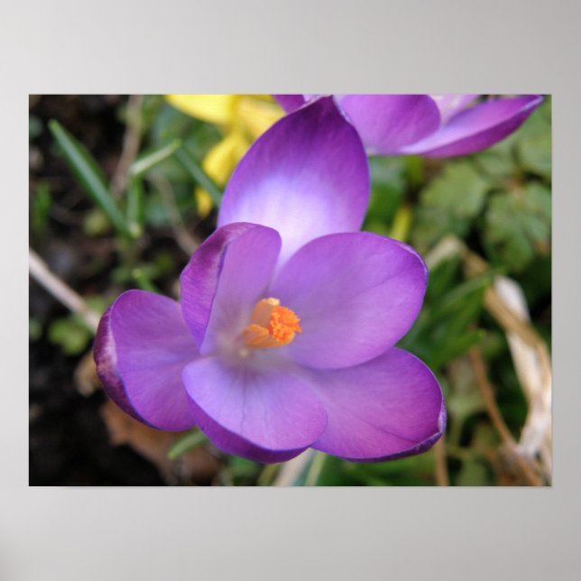 Affiche Imprimer crocus vif (Devant)