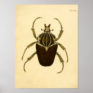 Affiche Imprimer "Entomologie I"