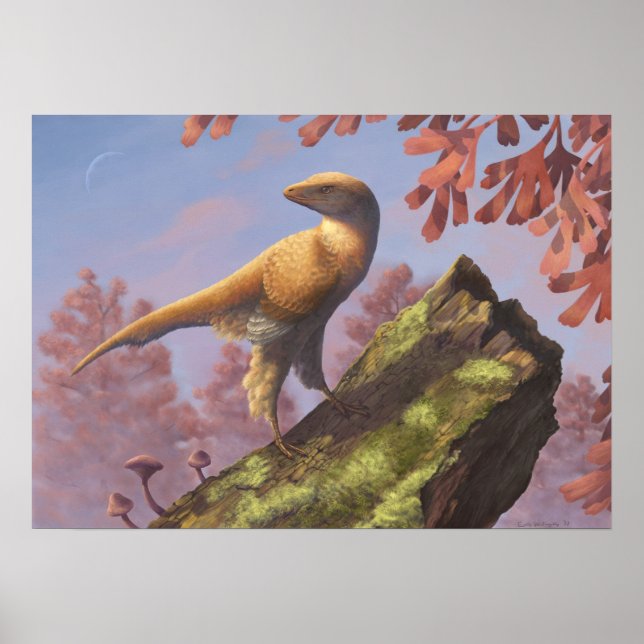 Affiche Imprimer Eosinopteryx (Devant)
