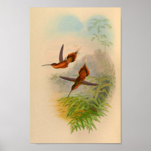 Affiche Imprimer Hermite Hummingbird vintage 1861