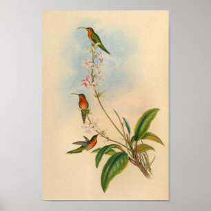 Affiche Imprimer Hermite Hummingbird vintage 1861