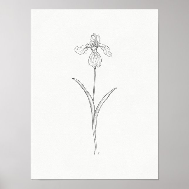 Affiche Imprimer Iris Flower (Devant)