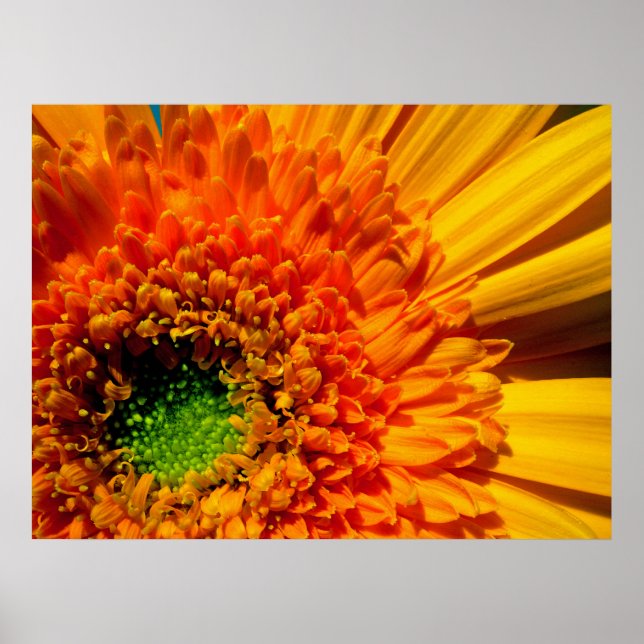 Affiche Imprimer la toile de marguerite orange (Devant)
