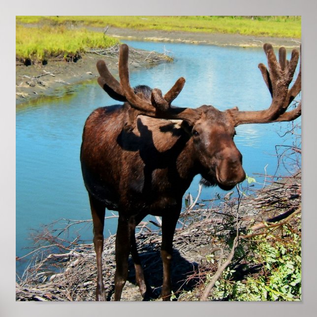 Affiche Imprimer l'affiche Bull Moose (Devant)