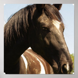 Affiche Imprimer l'affiche du cheval de garde