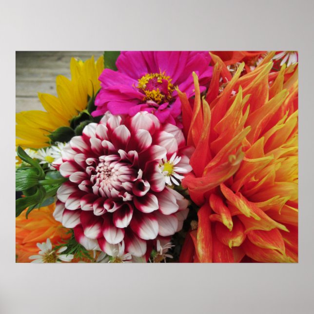 Affiche Imprimer l'affiche Vivid Dahlias et Zinnias (Devant)