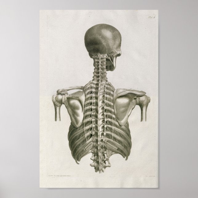 Affiche Imprimer l'anatomie de la colonne vertébrale vinta (Devant)
