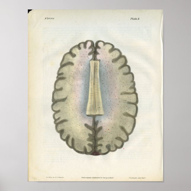 Affiche Imprimer l'anatomie du cerveau humain (Devant)