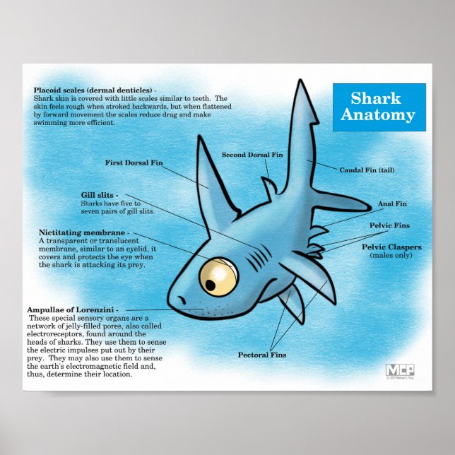 Affiche Imprimer l'anatomie du requin (Devant)