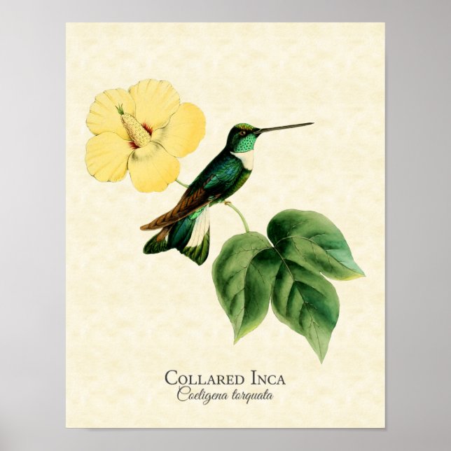 Affiche Imprimer l'art des colibris inca (Devant)
