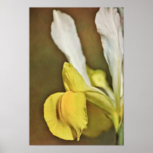 Affiche Imprimer l'art photographique Fleur de Jaune Iris