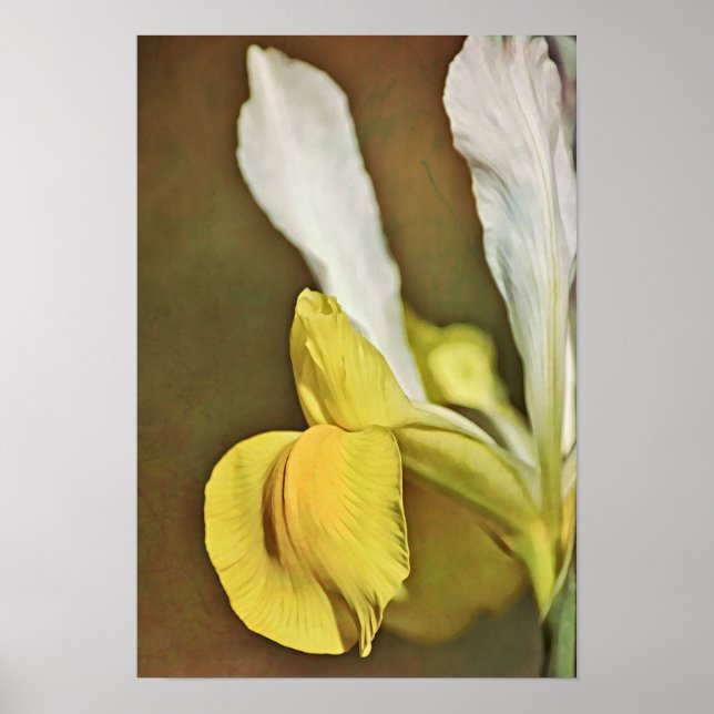 Affiche Imprimer l'art photographique Fleur de Jaune Iris (Devant)