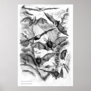 Affiche Imprimer les chauves-souris vintages