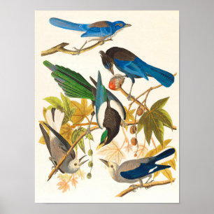 Affiche Imprimer les oiseaux vintages
