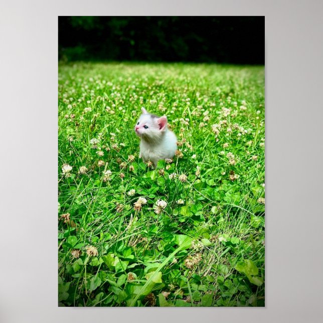 Affiche Imprimer, Papier d'affiche de valeur (Matte) (Devant)