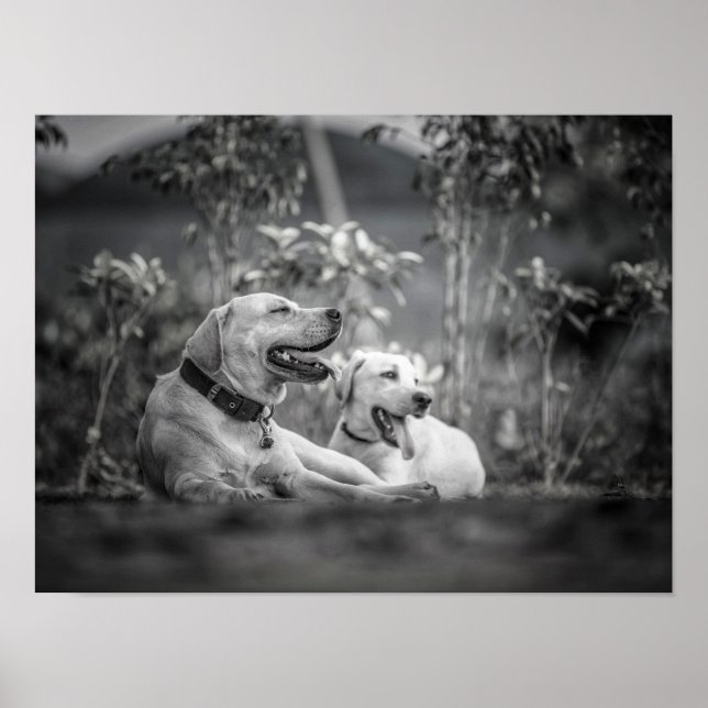 Affiche Imprimer, Papier d'affiche de valeur (Matte) (Devant)