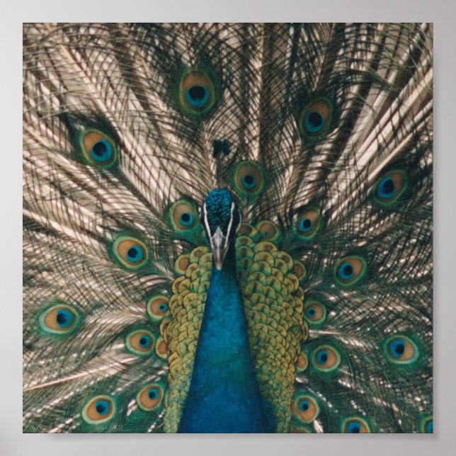AFFICHE IMPRIMER PEACOCK CANVAS (Devant)