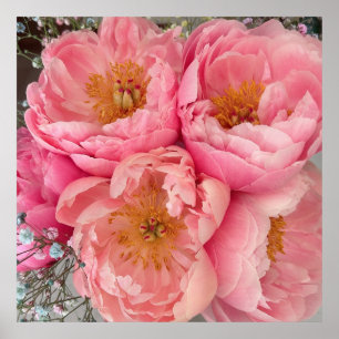 Affiche IMPRIMER   Peonies I (30"x30")