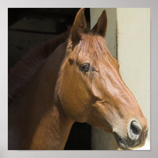 Affiche Imprimer photo du Cheval du quartier américain (Devant)