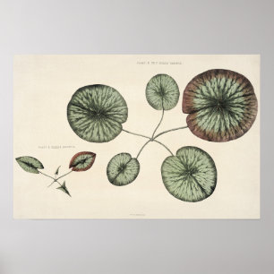 Affiche Imprimer plan botanique vintage Lily Pad