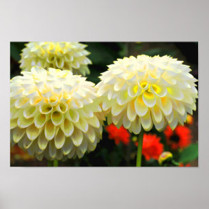 Affiche Imprimer Pom Pom Dahlias