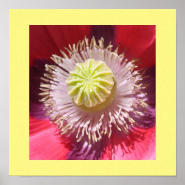 Affiche Imprimer Skullcap rose Texas (Devant)
