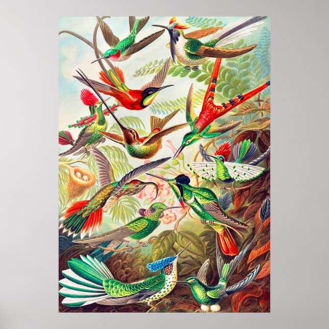 Affiche Imprimerie de colibris 1904 (Devant)