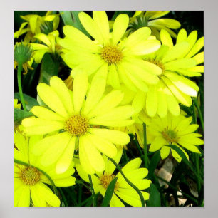 Affiche Imprimerie de marais africains