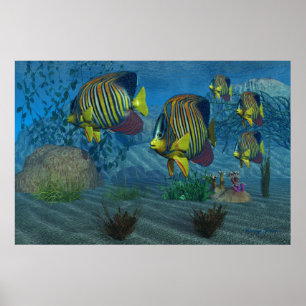 Affiche Imprimerie Royal Angelfish